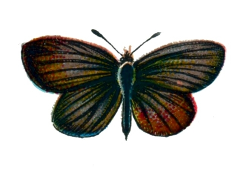 Lycaena minima