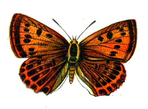 Lycaena virgaureae femelle