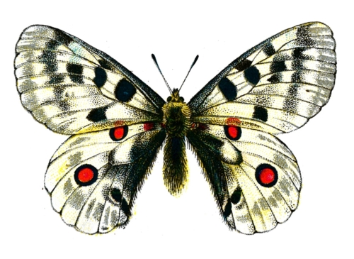 Parnassius apollo