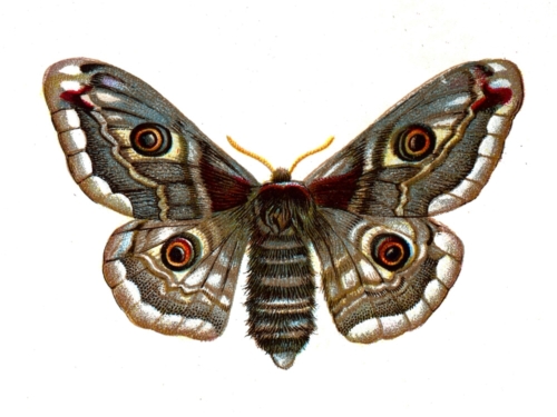 Saturnia pavonia female