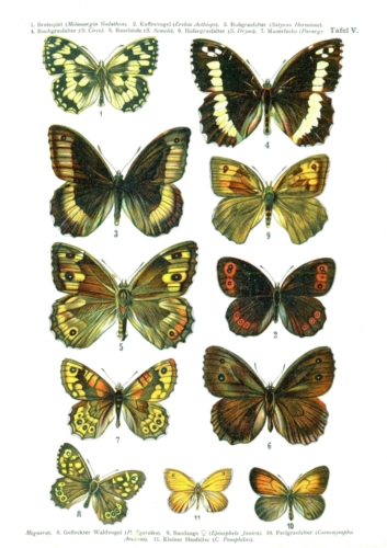 European Butterflies Plate 5