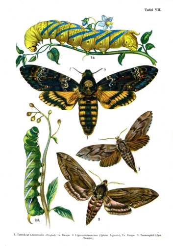 European Butterflies Plate 7