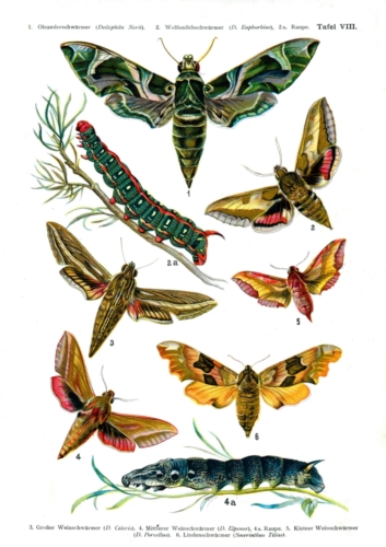 European Butterflies Plate 8