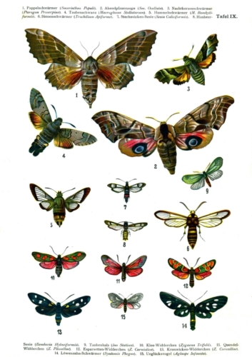 European Butterflies Plate 9