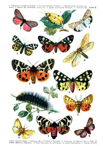 European Butterflies Plate 10