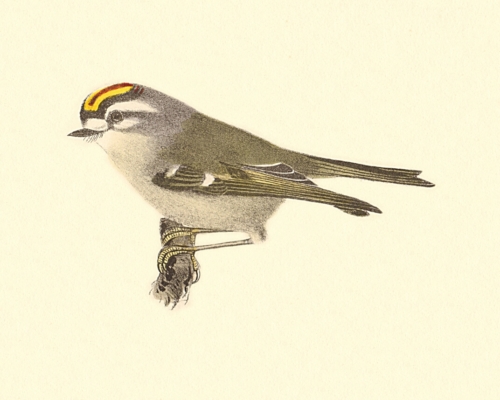 The Golden-crested Kinglet