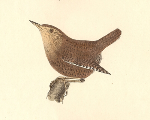 The Winter Wren