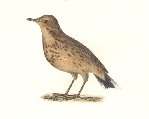 The American Titlark