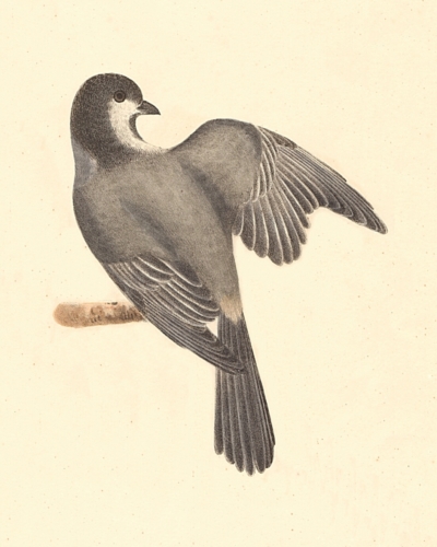 The Blackcap Tit