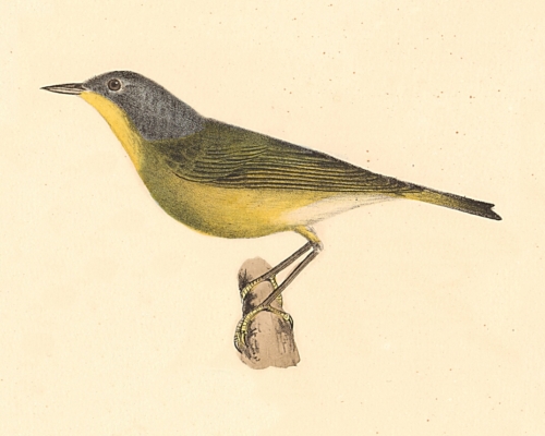 The Red-poll Warbler