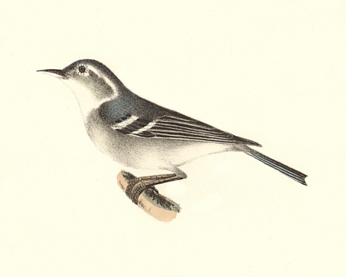 The Blue-grey Warbler