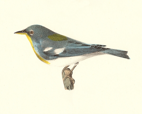 The Blue Yellow-backed Warbler