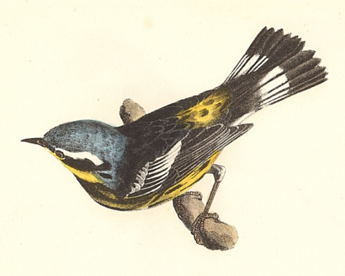 The Spotted Warbler