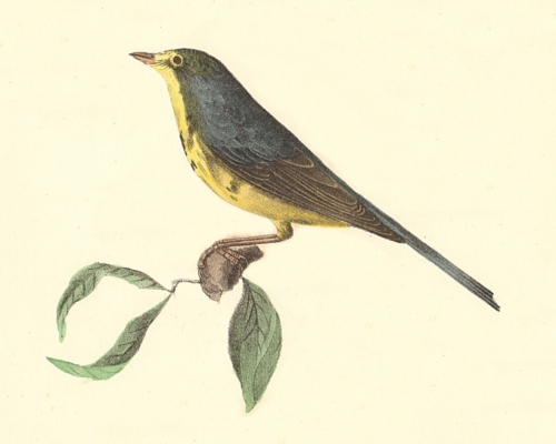 The Spotted Canada Warbler