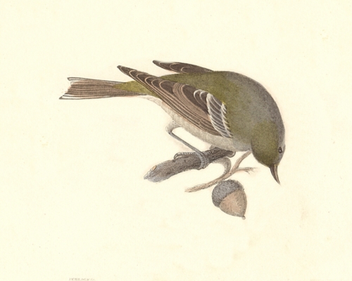 The Pine Warbler