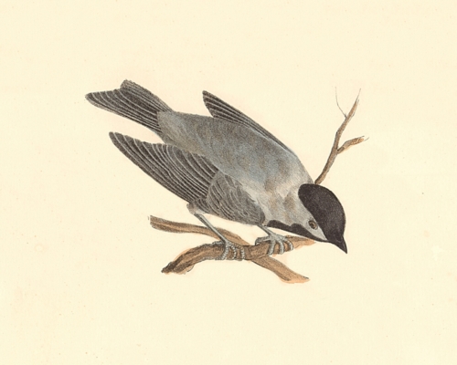 The Carolina Tit