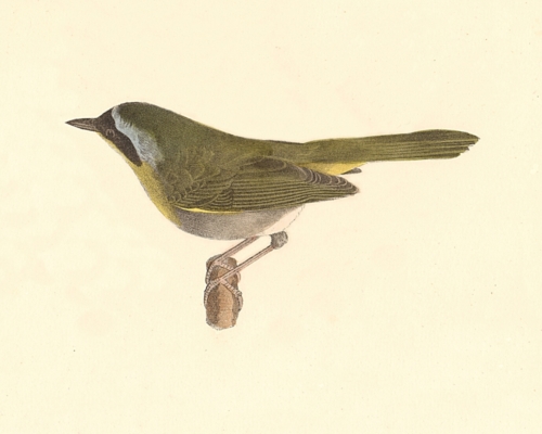 The Yellow-throat