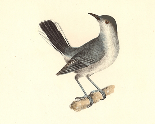 The Blue-grey Gnatcatcher