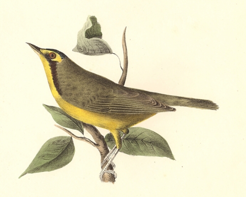 The Kentucky Warbler