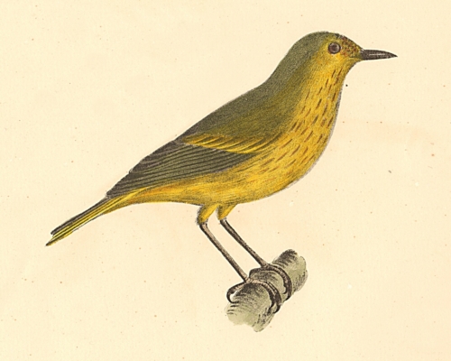 The Summer Yellowbird