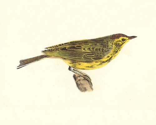 The Nashville Warbler