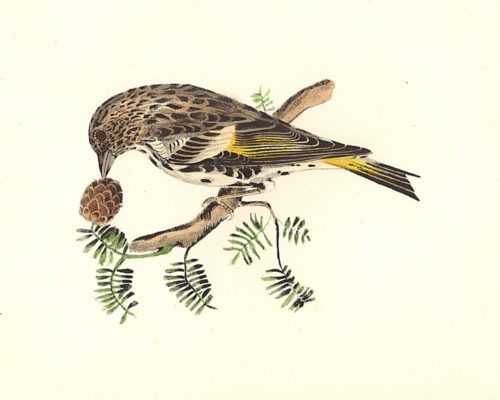 The Pine Finch