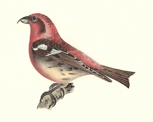 The White-winged Crossbill