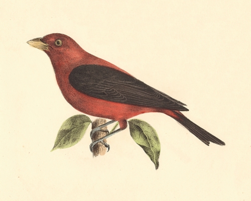 The Black-winged Redbird