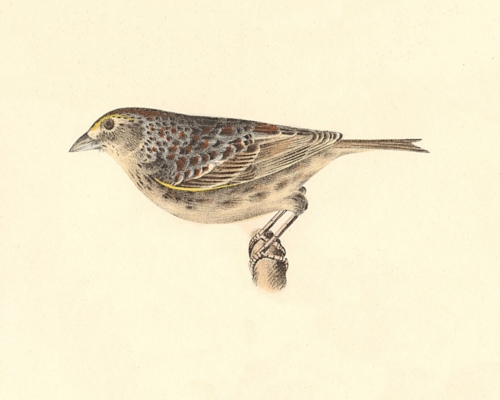 The Yellow-winged Bunting