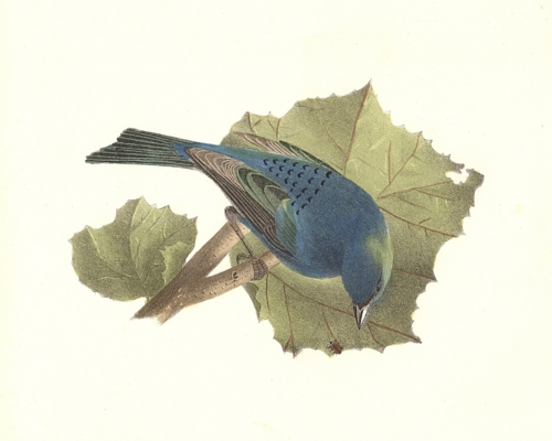 The Indigo-bird