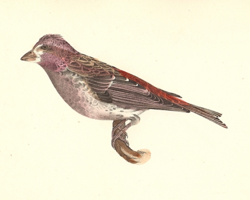 The Crested Purple Finch