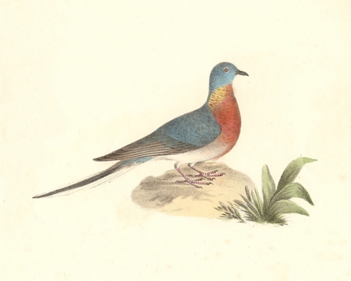 The Wild Pigeon (Passenger Pigeon)