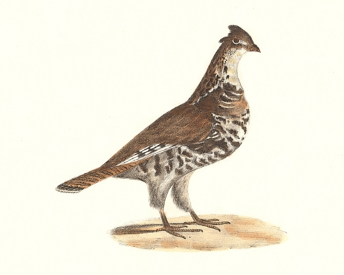 The Common Partridge