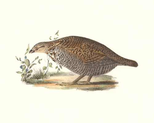 The Pinnated Grouse