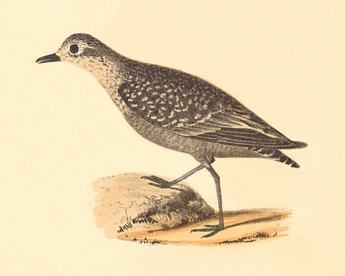 The Golden Plover