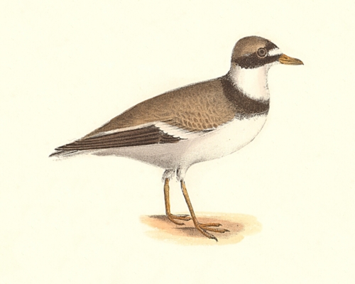 The American Ring Plover