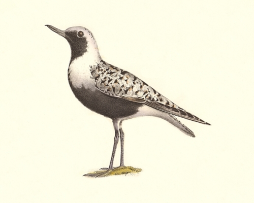 Figure-180-Whistling-Plover