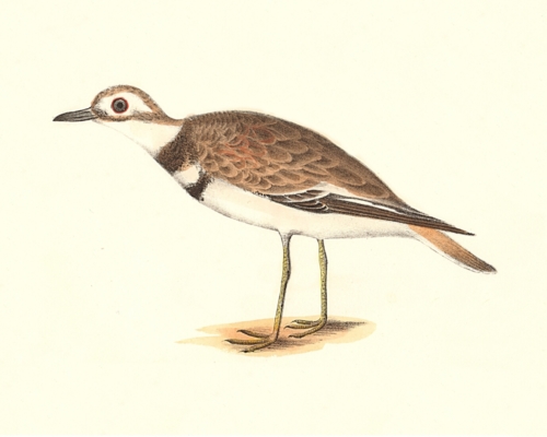 The Killdeer