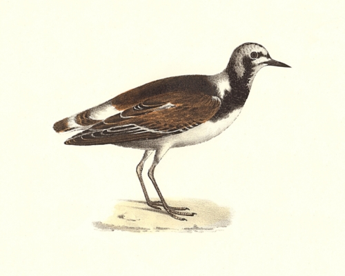 The Turnstone