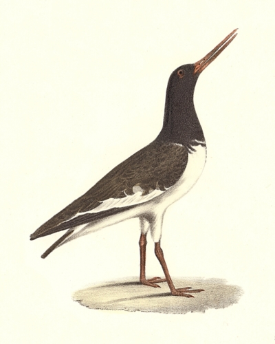 The Mantled Oyster-catcher