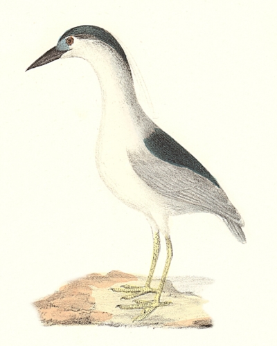 The Black-crowned Heron