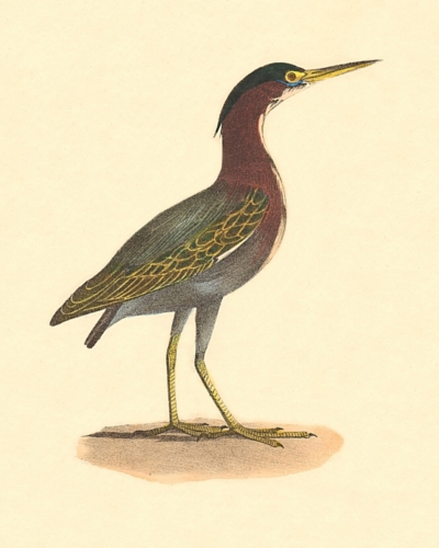 The Green Heron, or Poke