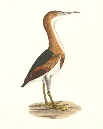 The Small Bittern