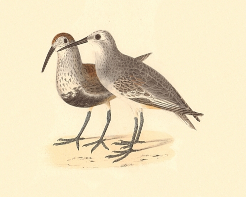 The Black-breasted Sandpiper