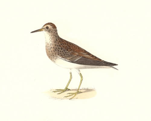 The Pectoral Sandpiper