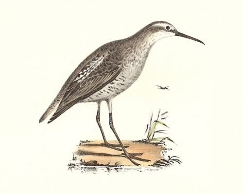 The Long-legged Sandpiper