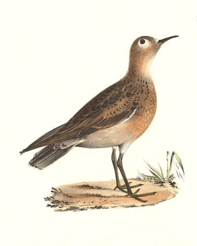 The Buff-breasted Sandpiper