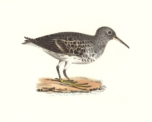 The Purple Sandpiper