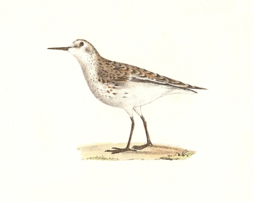 Wilson's Sandpiper, winter plumage