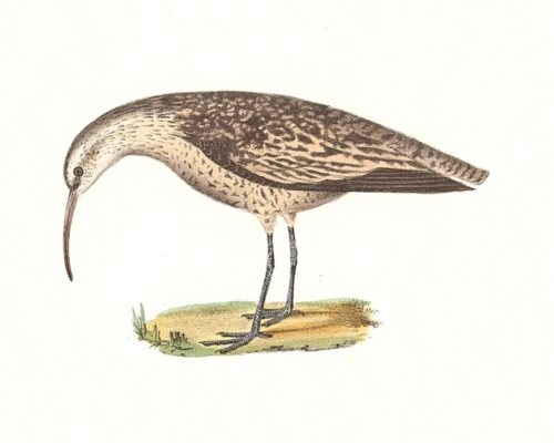 The Small Esquimaux Curlew